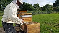 Unser Bienen-Projekt